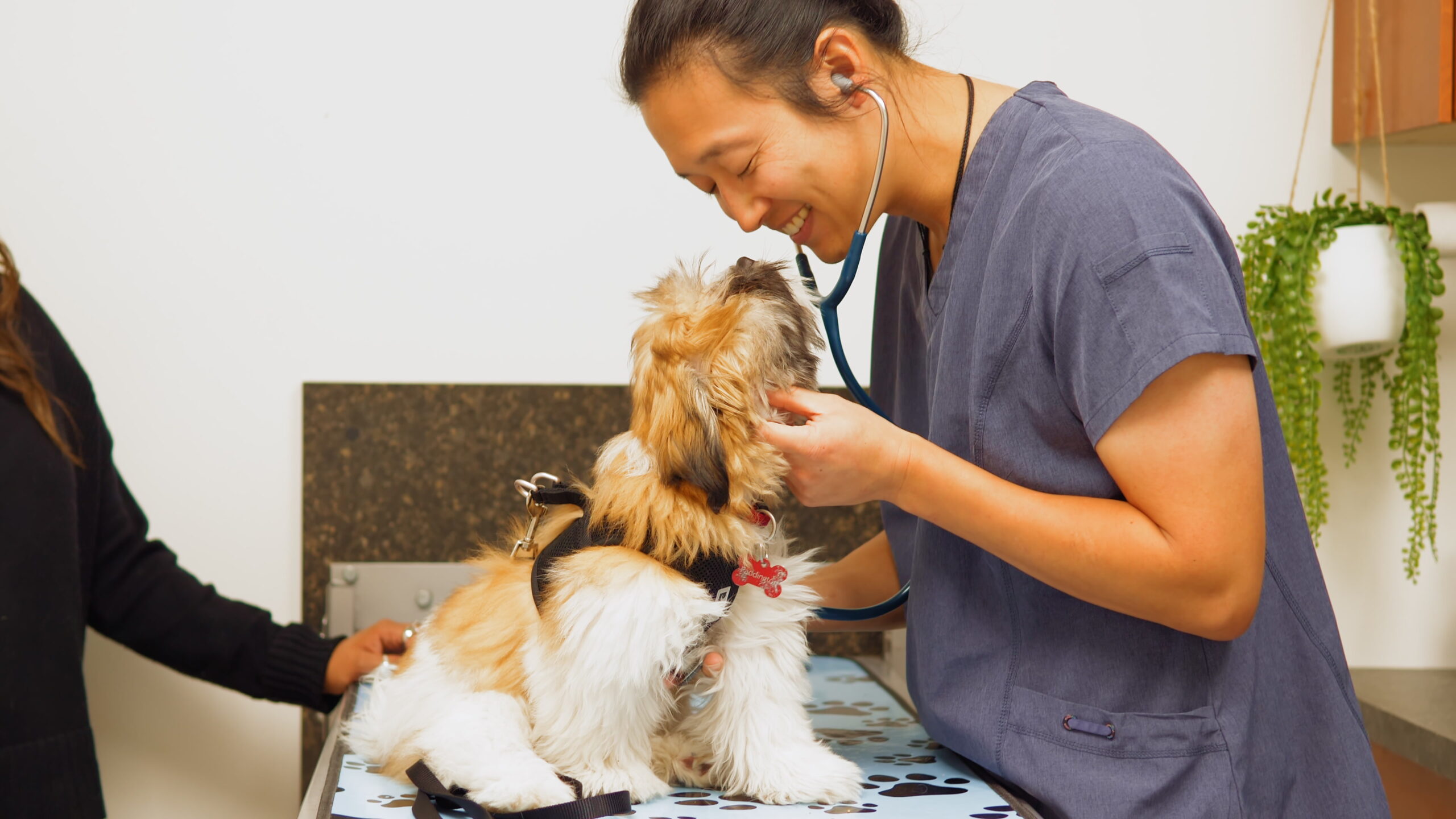 Pet Urgent Care in Aspen Woods, West Springs, Coach Hill, Signal Hill, Glendale, Strathcona Park, Sienna Hills. West Springs Vet Hospital, Veterinarian in SW Calgary