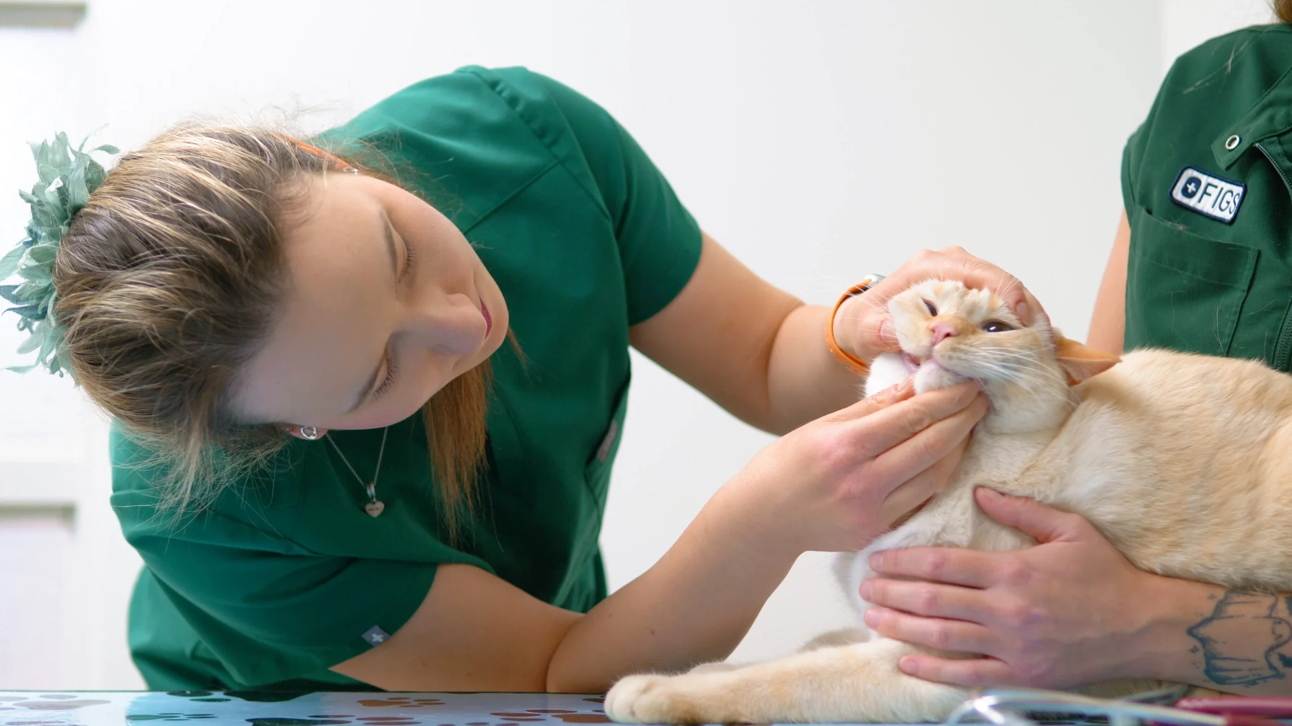 Pet Wellness Care, Immunizations and Vaccines in Aspen Woods, West Springs, Coach Hill, Signal Hill, Glendale, Strathcona Park, Sienna Hills. West Springs Vet Hospital, Veterinarian in SW Calgary