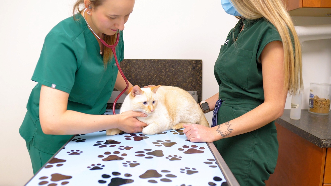 Protect Your Pet From Fleas & Ticks in Spring & Summer