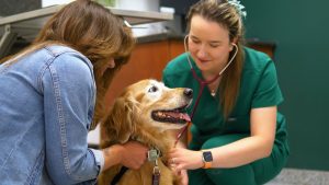 Where to Go in Calgary - West Springs Veterinary Hospital
