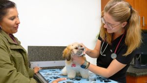 and Cats Get a Check-Up - West Springs Veterinary Hospital