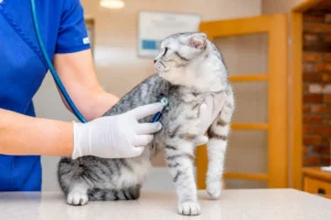How Often Should You Take Your Cat to the Vet - West Springs Veterinary Hospital Veterinarian in blue scrubs uses a stethoscope on a gray tabby cat during a checkup on an examination table.