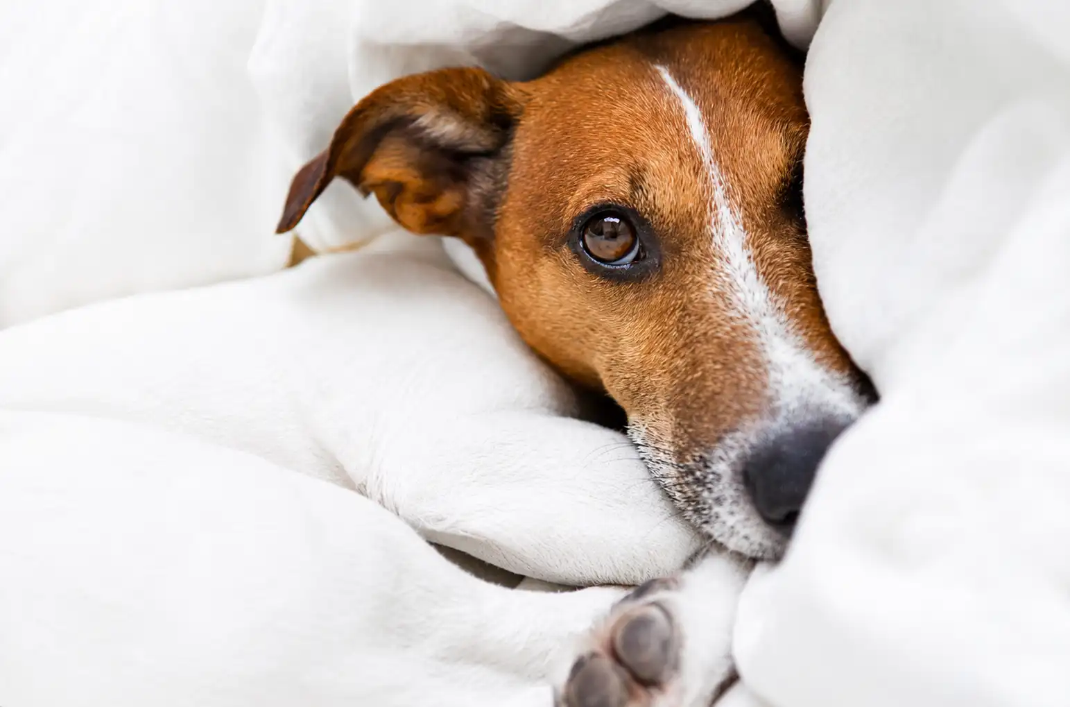Close-up of a brown and white dog snuggled in a soft white blanket, gazing at the camera.