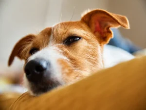 Can Heat Cause Diarrhea in Dogs - West Springs Veterinary Hospital Can Heat Cause Diarrhea in Dogs?