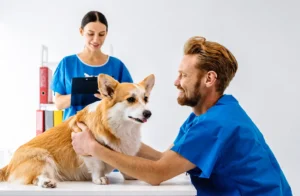 What Is a Wellness Exam for Dogs - West Springs Veterinary Hospital What Is a Wellness Exam for Dogs?