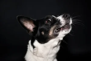 Why Does My Dog Always Have Bad Breath - West Springs Veterinary Hospital Why Does My Dog Always Have Bad Breath?