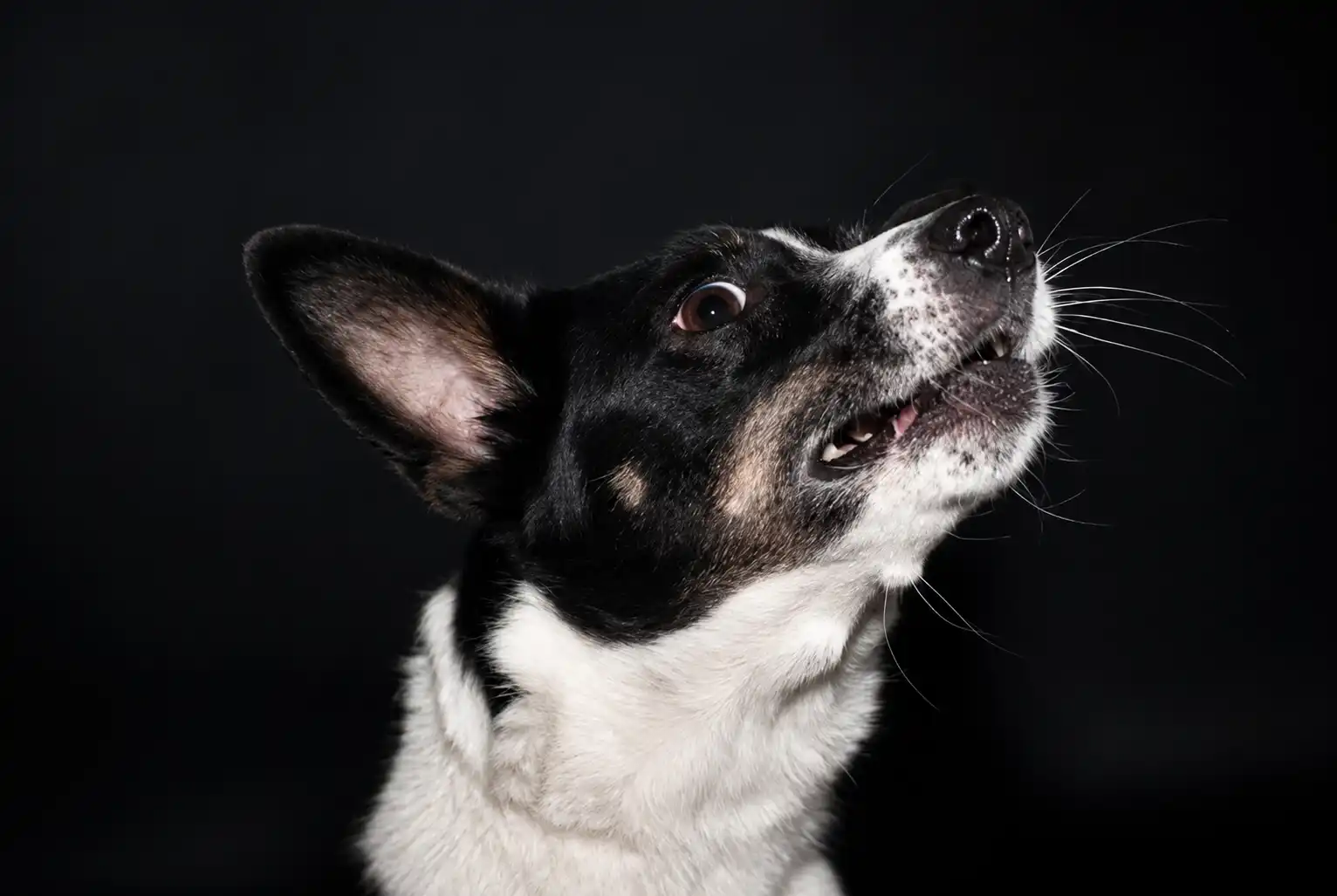 Why Does My Dog Always Have Bad Breath?
