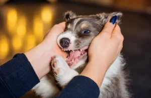 Dog Cracked a Tooth but Is Still Eating Does It Need Treatment - West Springs Veterinary Hospital Dog Cracked a Tooth but Is Still Eating: Does It Need Treatment?
