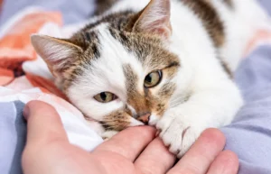How to Prevent Gingivitis in Cats - West Springs Veterinary Hospital How to Prevent Gingivitis in Cats?