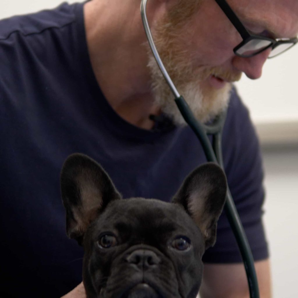 Pet Wellness Care, Immunizations and Vaccines. Vets in Aspen Woods, West Springs, Coach Hill, Signal Hill, Glendale, Strathcona Park, Sienna Hills. West Springs Vet Hospital, Veterinarian in SW Calgary