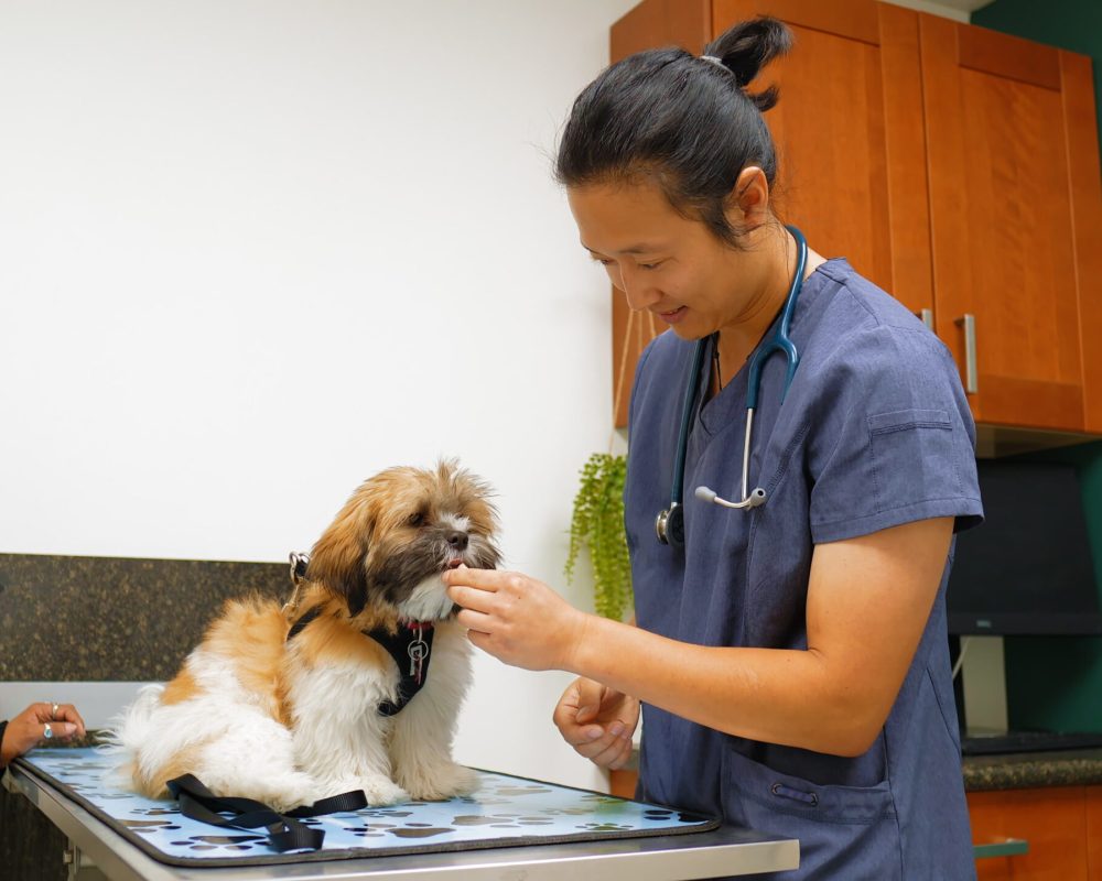 Pet Spay and Neuter. Vets in Aspen Woods, West Springs, Coach Hill, Signal Hill, Glendale, Strathcona Park, Sienna Hills. West Springs Vet Hospital, Veterinarian in SW Calgary