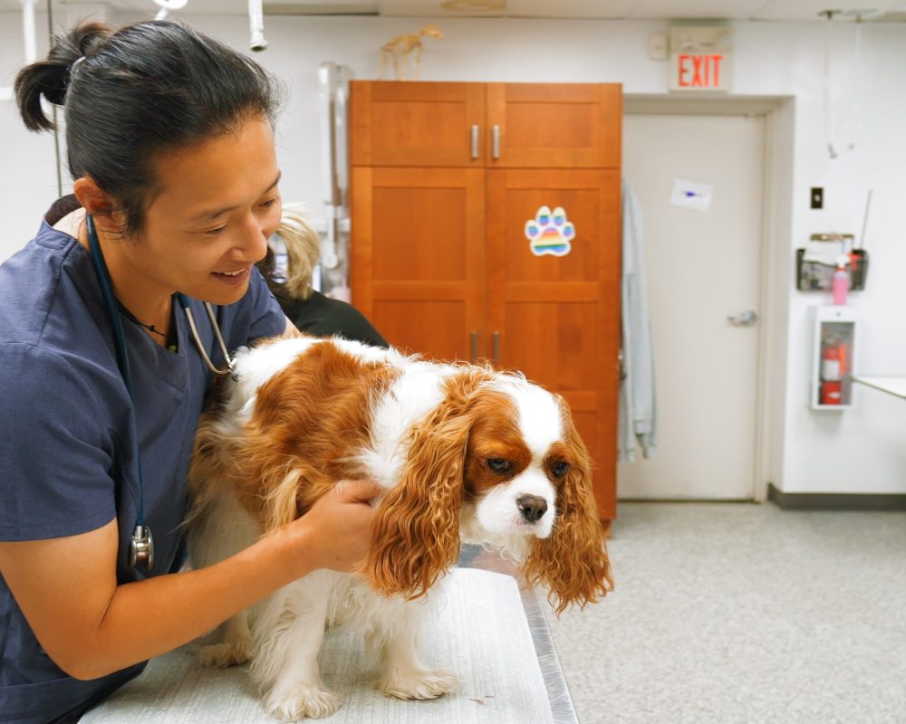 Vet Clinic in SW Calgary, West Springs Vet Hospital 1