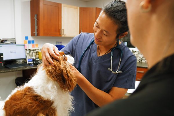 Pet Veterinarian in Aspen Woods, West Springs, Coach Hill, Signal Hill, Glendale, Strathcona Park, Sienna Hills. West Springs Vet Hospital, Veterinarian in SW Calgary