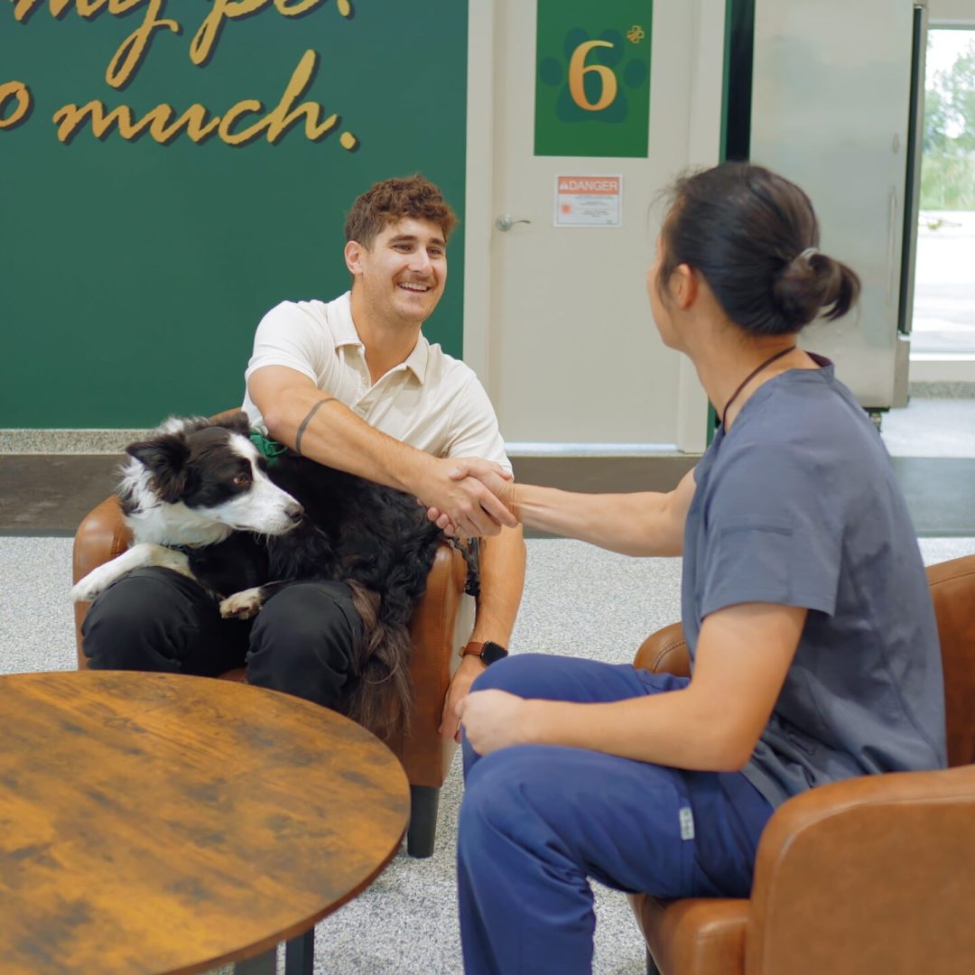 Pet Care in Aspen Woods, West Springs, Coach Hill, Signal Hill, Glendale, Strathcona Park, Sienna Hills. West Springs Vet Hospital, Veterinarian in SW Calgary