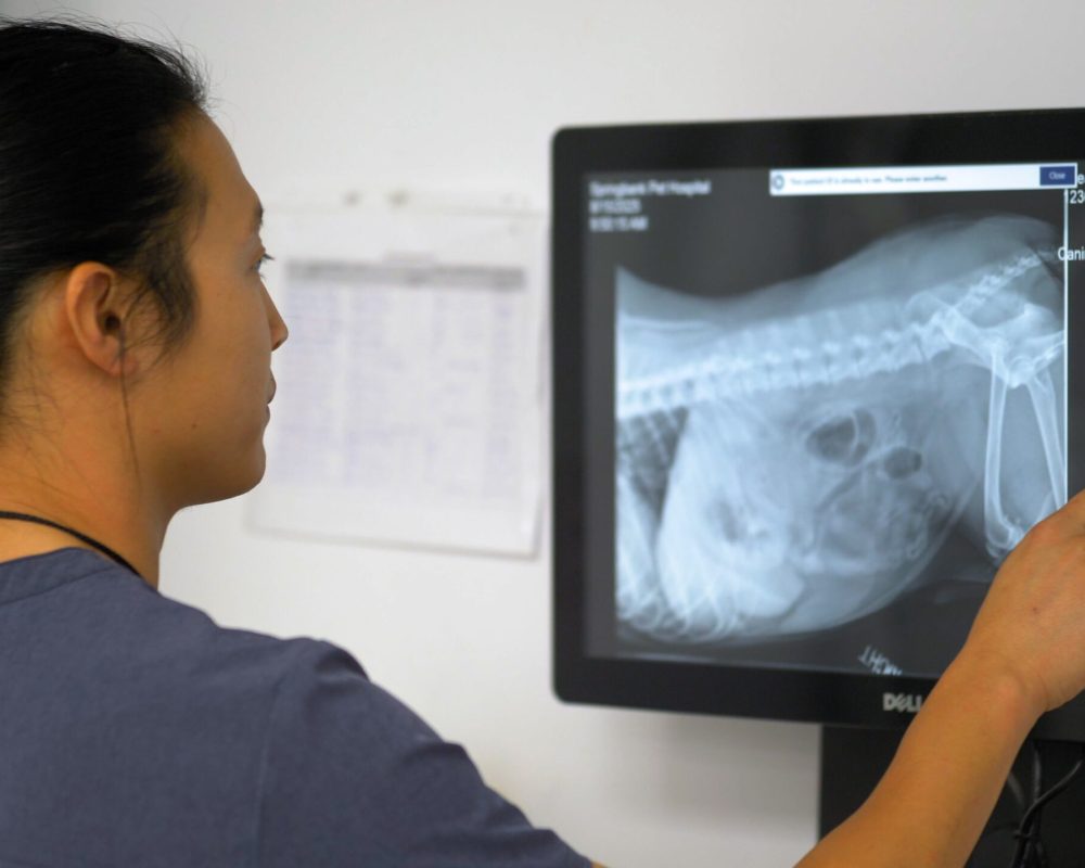 Pet X-Rays and Diagnostics in SW Calgary, Aspen Woods, West Springs, Coach Hill, Signal Hill, Glendale, Strathcona Park, Sienna Hills