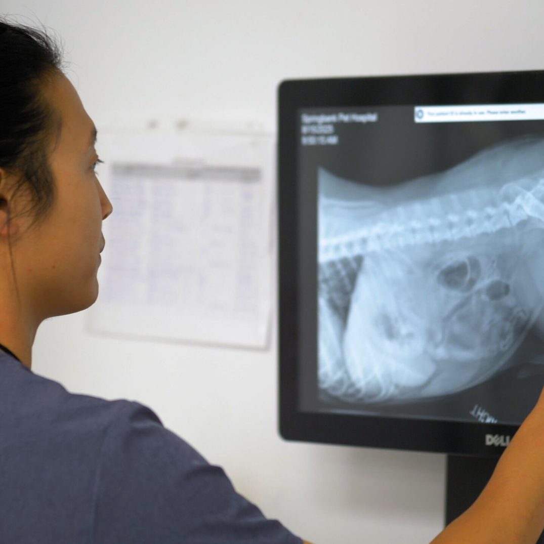 Pet X-Rays and Diagnostics in SW Calgary, Aspen Woods, West Springs, Coach Hill, Signal Hill, Glendale, Strathcona Park, Sienna Hills