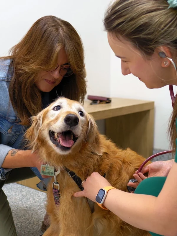 Pet Wellness Care, Immunizations and Vaccines. Vets in Aspen Woods, West Springs, Coach Hill, Signal Hill, Glendale, Strathcona Park, Sienna Hills. West Springs Vet Hospital, Veterinarian in SW Calgary
