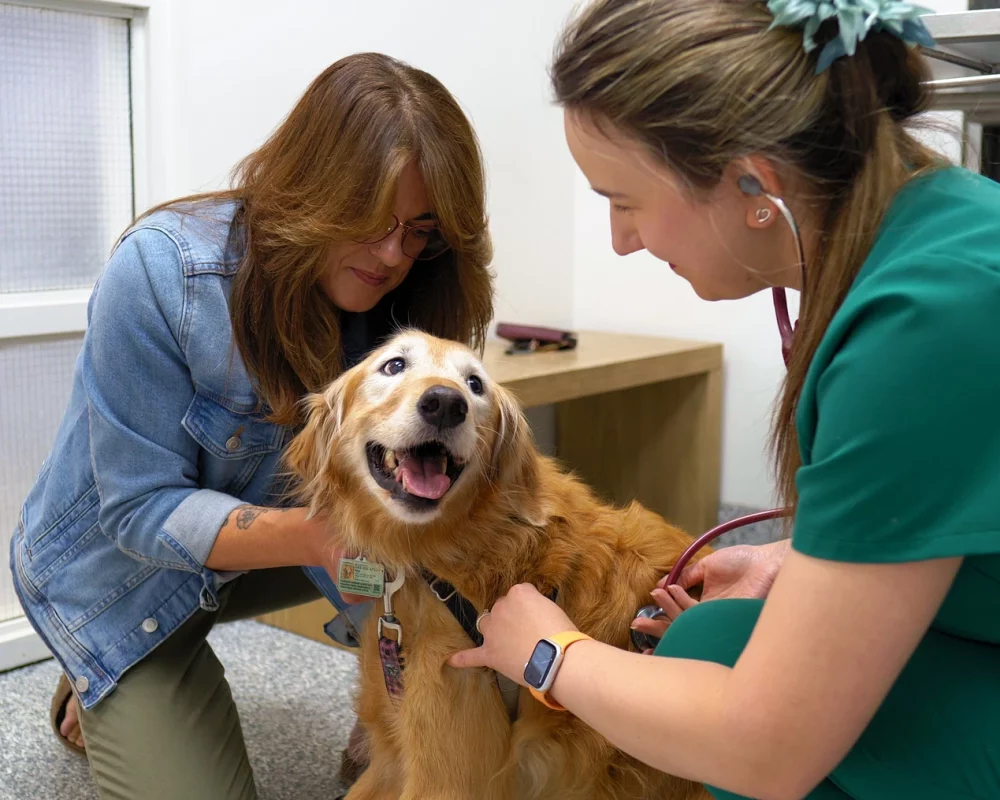 Pet Wellness Care, Immunizations and Vaccines. Vets in Aspen Woods, West Springs, Coach Hill, Signal Hill, Glendale, Strathcona Park, Sienna Hills. West Springs Vet Hospital, Veterinarian in SW Calgary