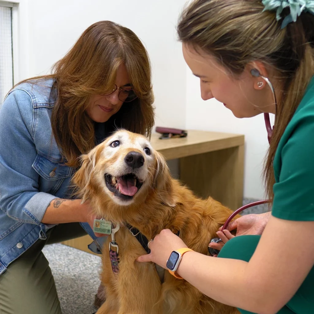 Pet Wellness Care, Immunizations and Vaccines. Vets in Aspen Woods, West Springs, Coach Hill, Signal Hill, Glendale, Strathcona Park, Sienna Hills. West Springs Vet Hospital, Veterinarian in SW Calgary