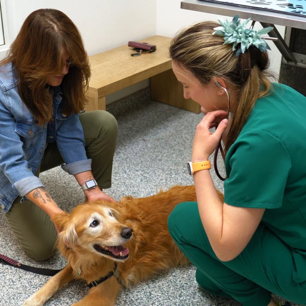 Emergency & Same-Day Appointments West Springs Veterinary Hospital, Vet Clinic in West Springs