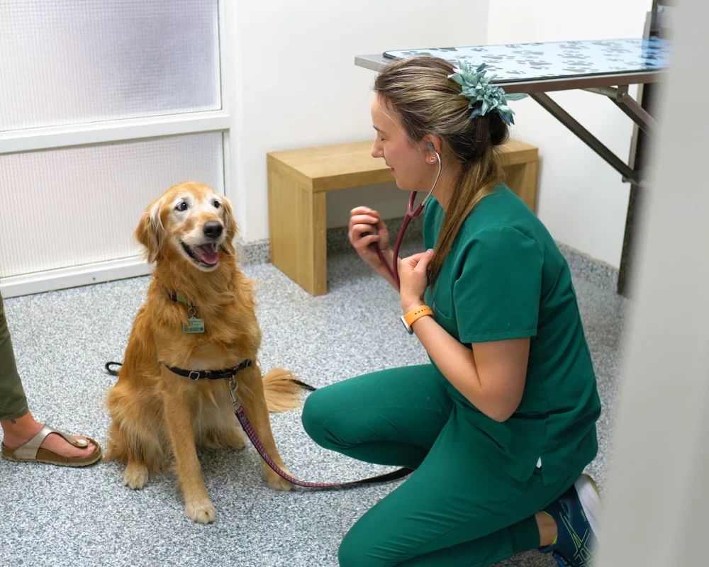 Pet Urgent Care in Aspen Woods, West Springs, Coach Hill, Signal Hill, Glendale, Strathcona Park, Sienna Hills. West Springs Vet Hospital, Veterinarian in SW Calgary