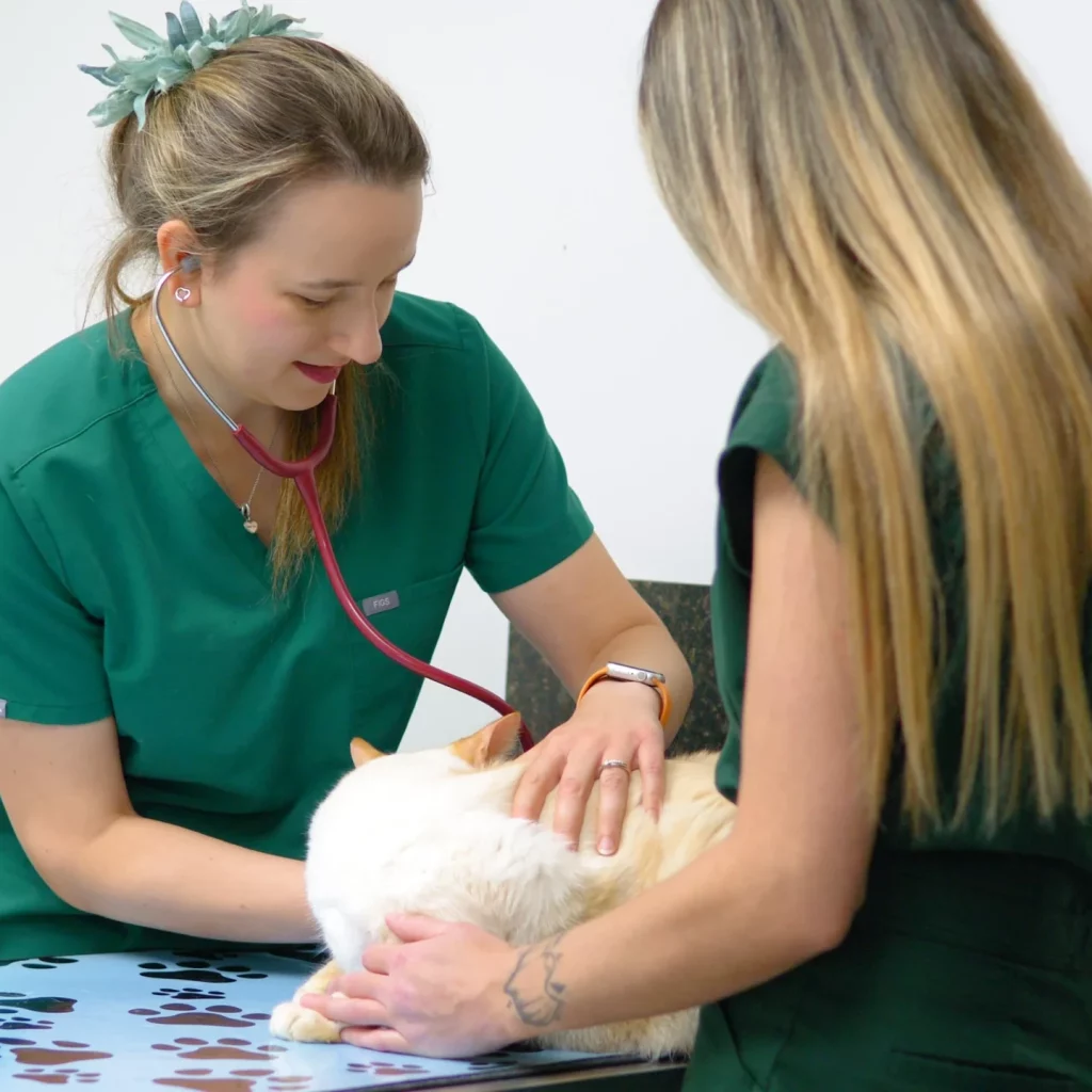 Veterinarians in Aspen Woods, West Springs, Coach Hill, Signal Hill, Glendale, Strathcona Park, Sienna Hills. West Springs Vet Hospital, Veterinarian in SW Calgary