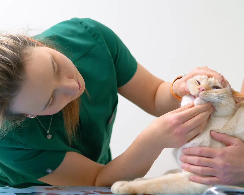 Pet Wellness Care, Immunizations and Vaccines in Aspen Woods, West Springs, Coach Hill, Signal Hill, Glendale, Strathcona Park, Sienna Hills. West Springs Vet Hospital, Veterinarian in SW Calgary