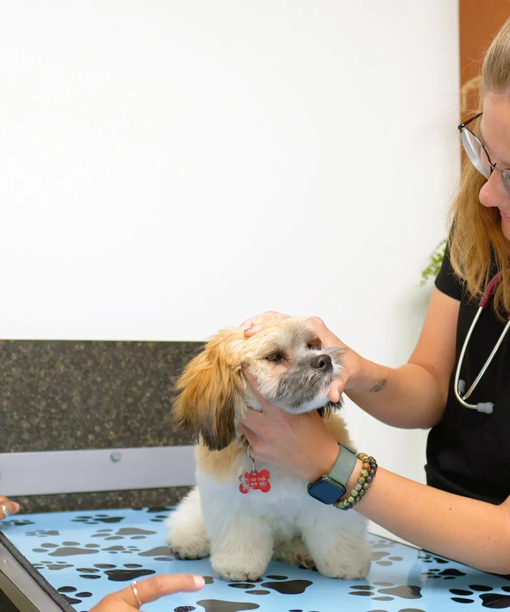 Pet Dental Care in Aspen Woods, West Springs, Coach Hill, Signal Hill, Glendale, Strathcona Park, Sienna Hills. West Springs Vet Hospital, Veterinarian in SW Calgary