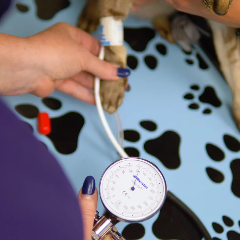 Pet Preventive Wellness Care, Immunizations and Vaccines in Aspen Woods, West Springs, Coach Hill, Signal Hill, Glendale, Strathcona Park, Sienna Hills. West Springs Vet Hospital, Veterinarian in SW Calgary