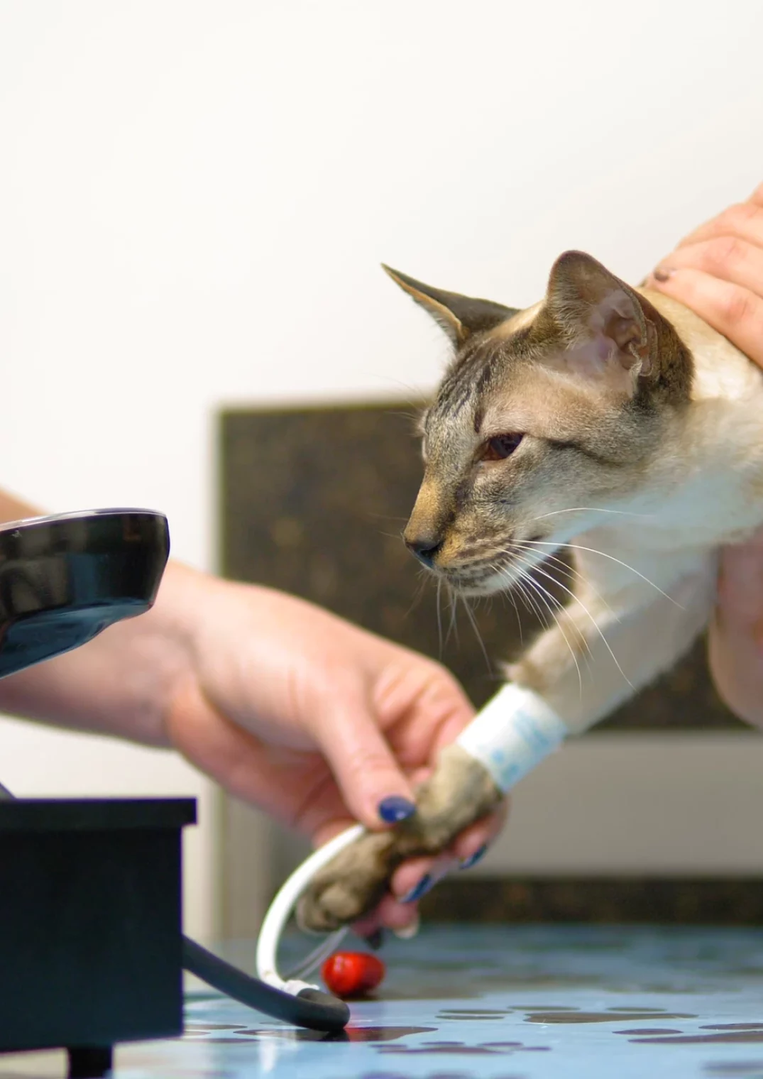 Pet General Medicine in Aspen Woods, West Springs, Coach Hill, Signal Hill, Glendale, Strathcona Park, Sienna Hills. West Springs Vet Hospital, Veterinarian in SW Calgary