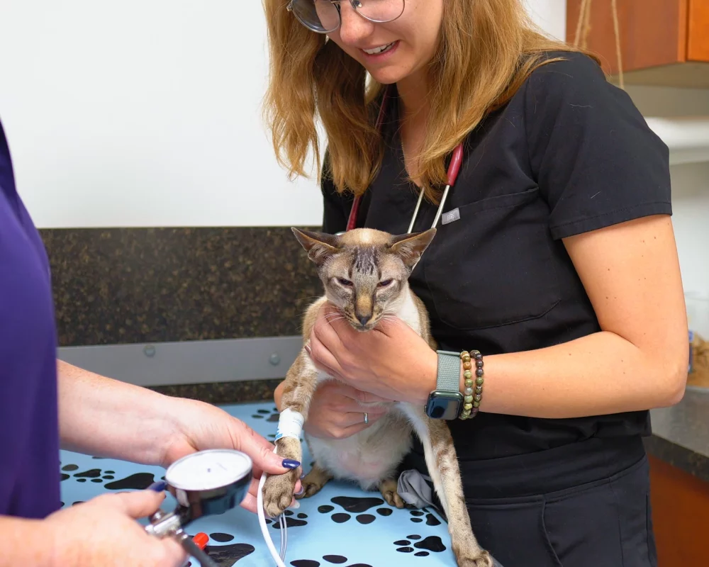 Westsprings Vet Clinic - 0925_060