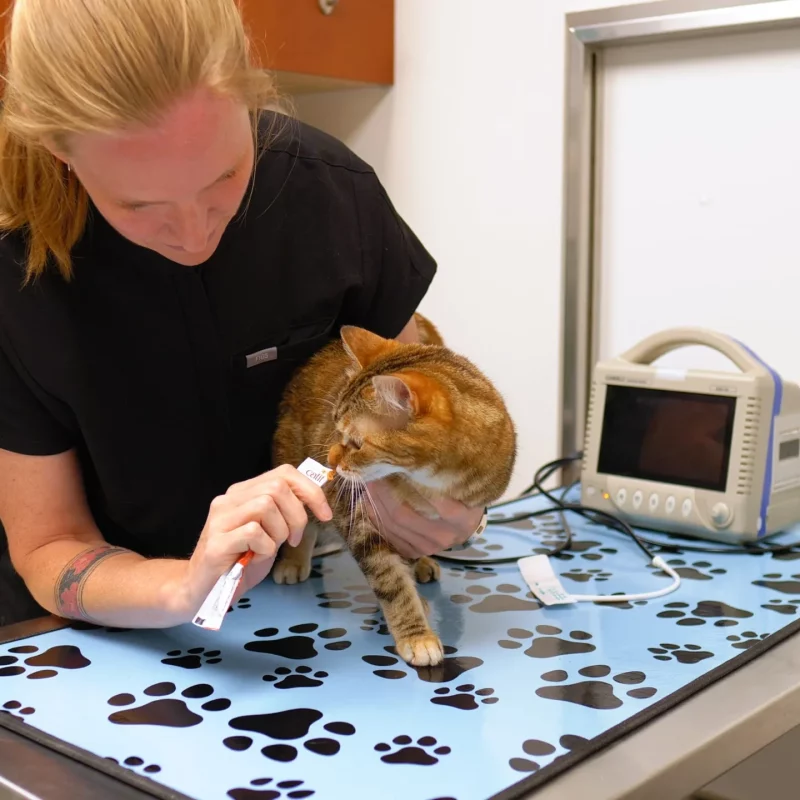 Pet Pain Management in Aspen Woods, West Springs, Coach Hill, Signal Hill, Glendale, Strathcona Park, Sienna Hills. West Springs Vet Hospital, Veterinarian in SW Calgary