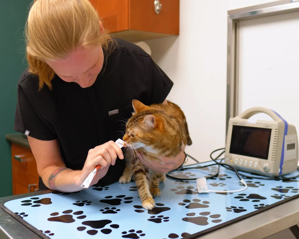Pet Veterinarian in Aspen Woods, West Springs, Coach Hill, Signal Hill, Glendale, Strathcona Park, Sienna Hills. West Springs Vet Hospital, Veterinarian in SW Calgary