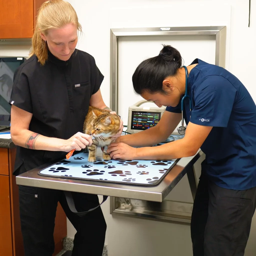 Westsprings Vet Clinic - 0925_064