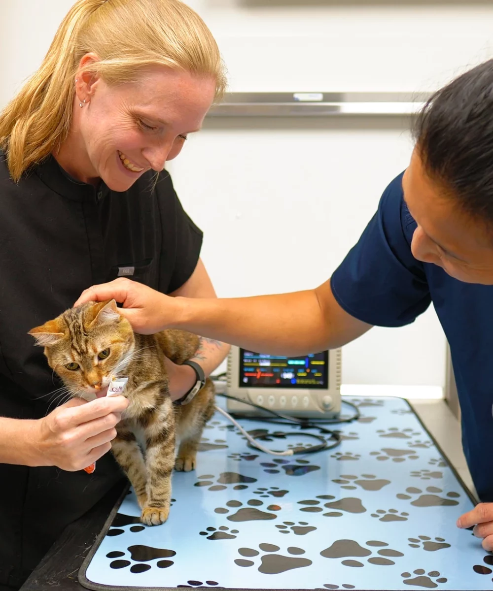 Pet Dental Care in Aspen Woods, West Springs, Coach Hill, Signal Hill, Glendale, Strathcona Park, Sienna Hills. West Springs Vet Hospital, Veterinarian in SW Calgary