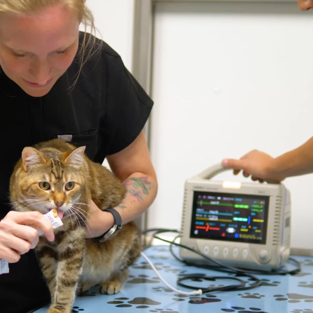 Pet Dental Care in Aspen Woods, West Springs, Coach Hill, Signal Hill, Glendale, Strathcona Park, Sienna Hills. West Springs Vet Hospital, Veterinarian in SW Calgary