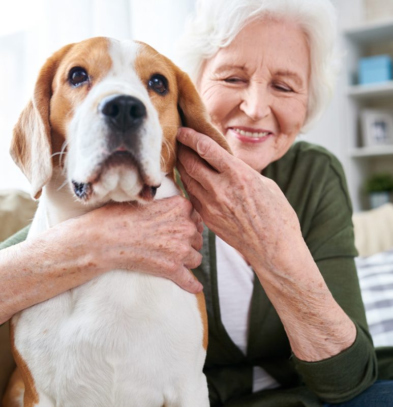 Referral Services in Aspen Woods, West Springs, Coach Hill, Signal Hill, Glendale, Strathcona Park, Sienna Hills. West Springs Vet Hospital, Veterinarian in SW Calgary