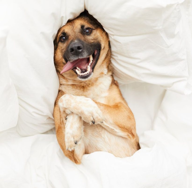 Pet Hospice and Eutanasia in Aspen Woods, West Springs, Coach Hill, Signal Hill, Glendale, Strathcona Park, Sienna Hills. West Springs Vet Hospital, Veterinarian in SW Calgary